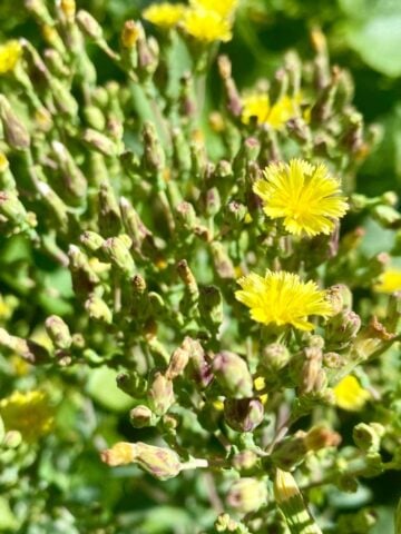 How To Save Lettuce Seeds