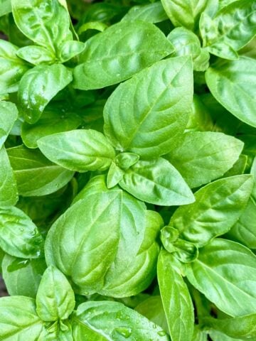 Quick Growing Herbs For Your Garden