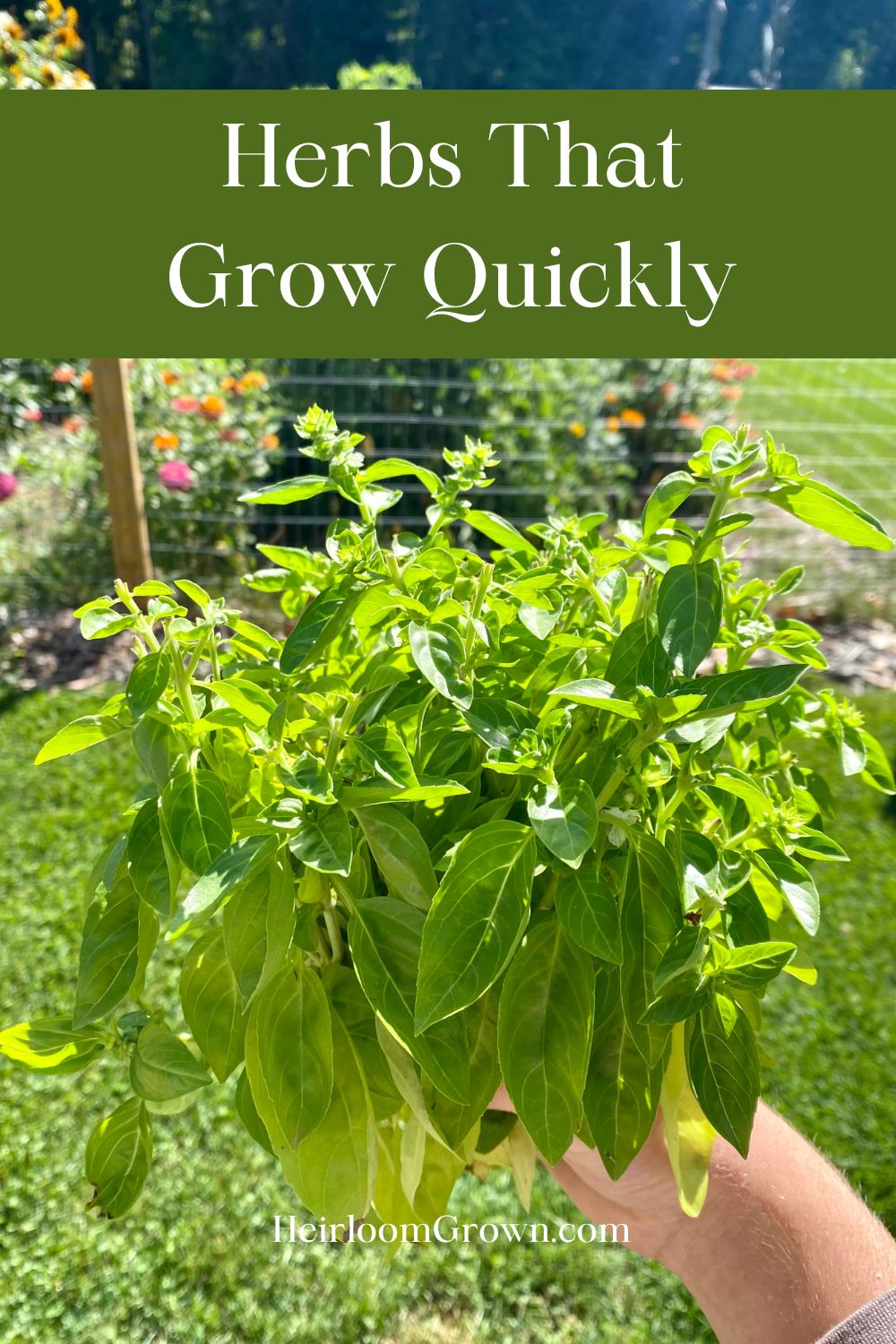 Quick Growing Herbs For Your Garden Heirloom Grown