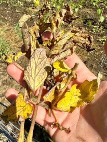 How To Control Tomato Blight Naturally