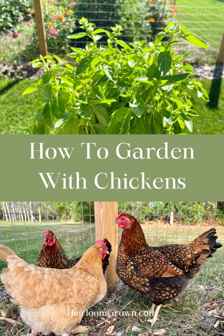 How To Garden With Chickens - Heirloom Grown