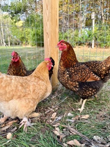 How To Garden With Chickens