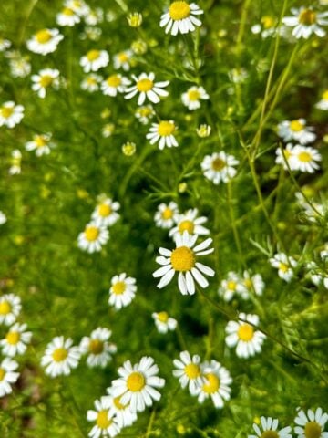 How To Grow Chamomile From Seed