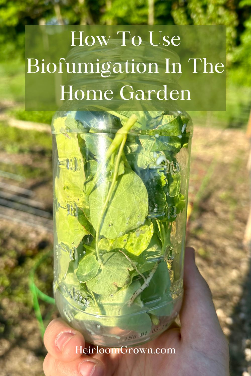 How to Use Biofumigation in the Home Garden - Heirloom Grown