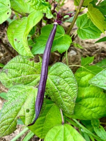 Plants That Fix Nitrogen