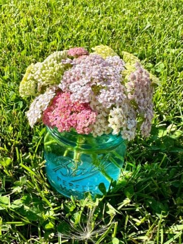 How To Grow Yarrow From Seed