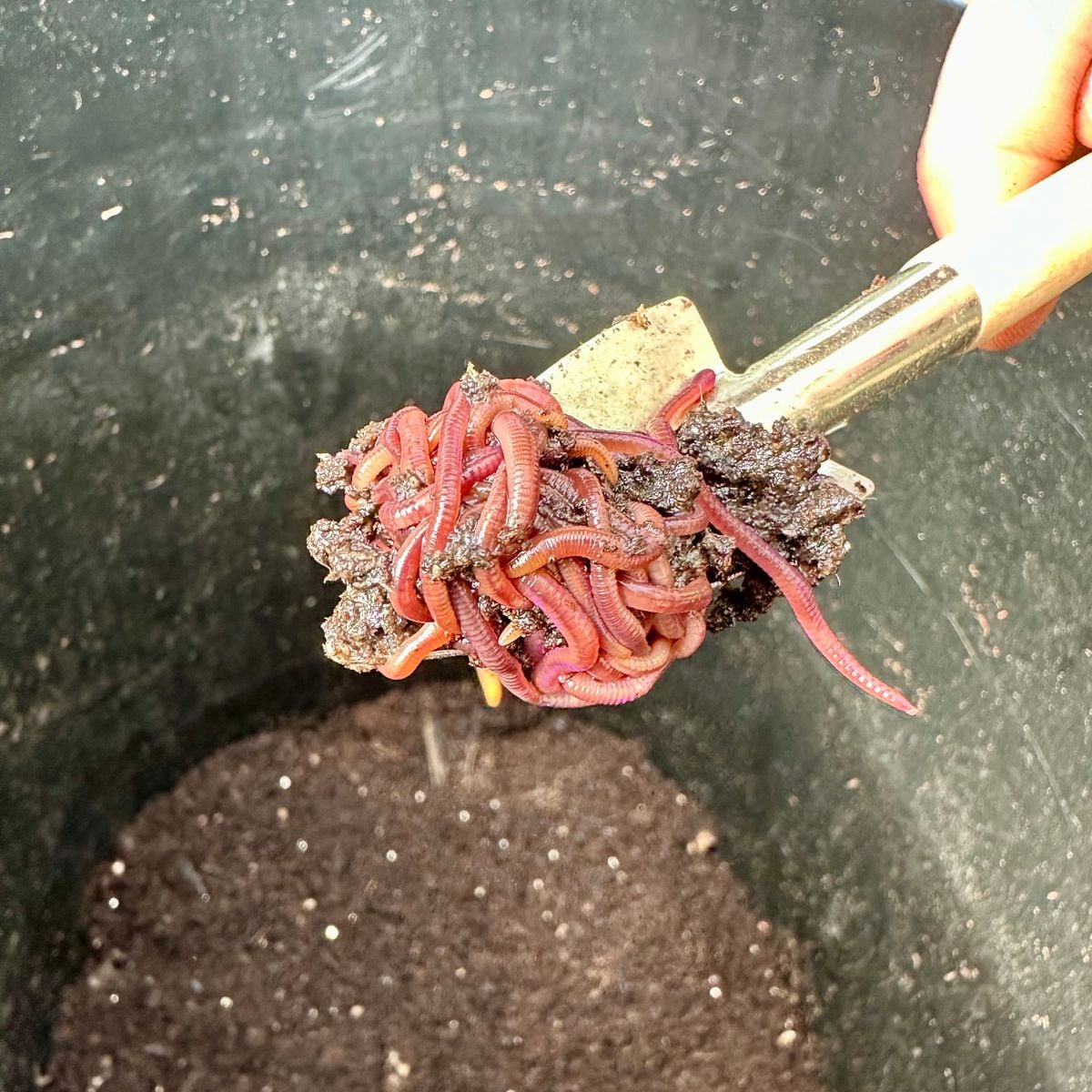 Sasing Worm How To Make Worm Castings - Heirloom Grown
