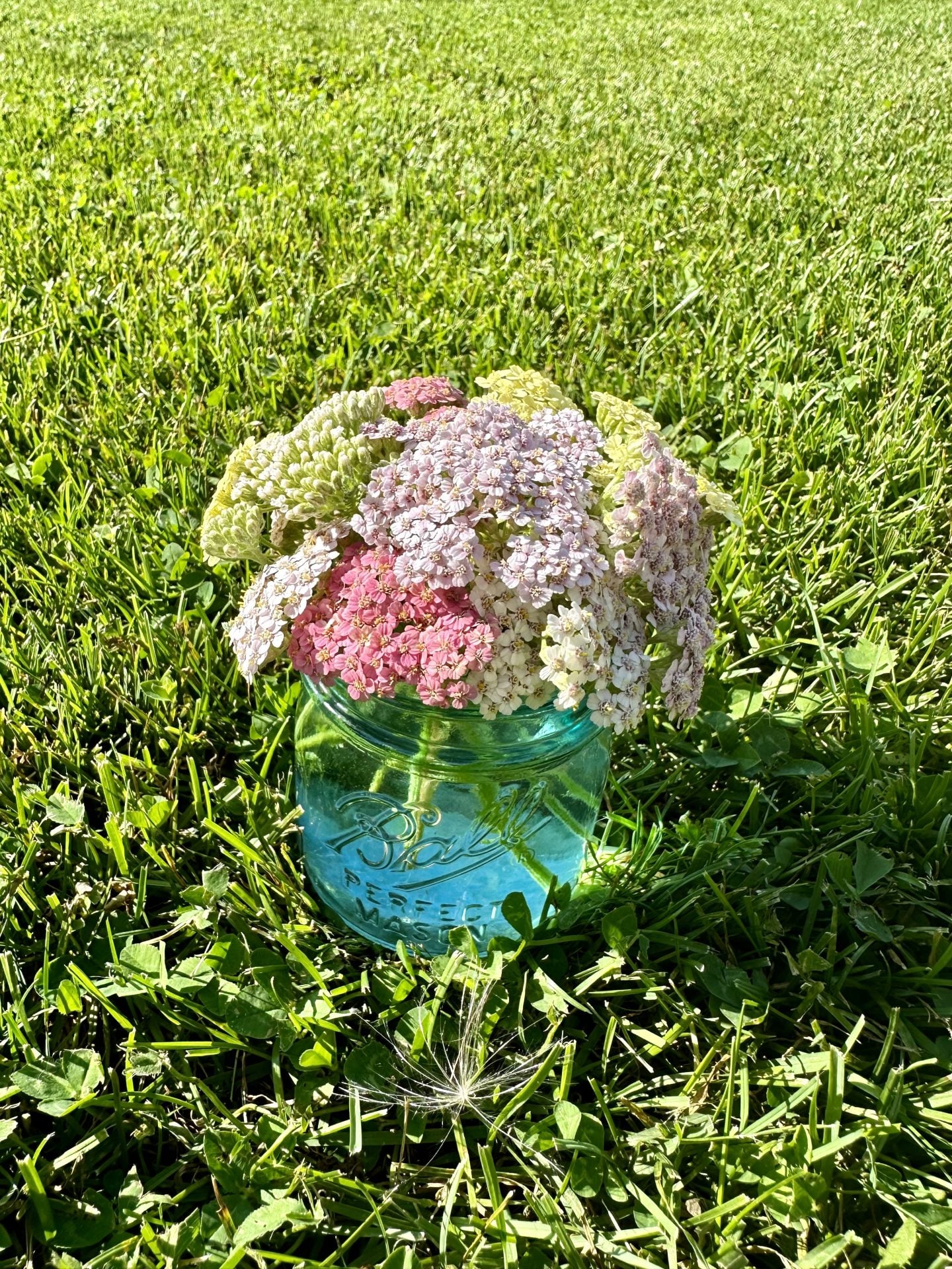 Yarrow flowers in a blue mason jar