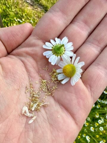 How To Save Chamomile Seeds