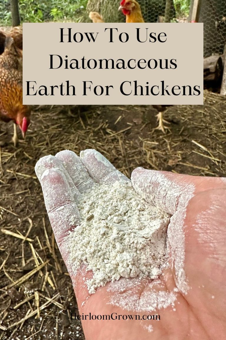 Picture of How To Use Diatomaceous Earth For Chickens - Heirloom Grown