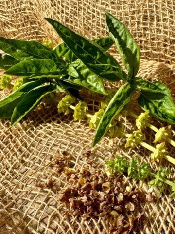 How To Save Basil Seeds