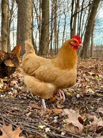 Things To Know Before Getting Chickens