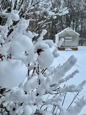 10 Winter Gardening Projects