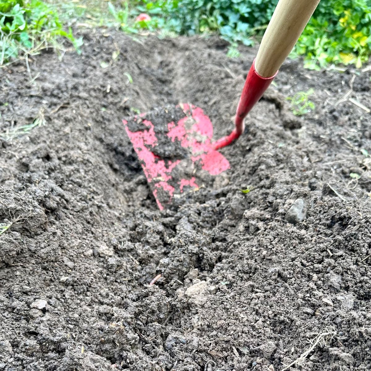 10 Gardening Skills To Learn Heirloom Grown