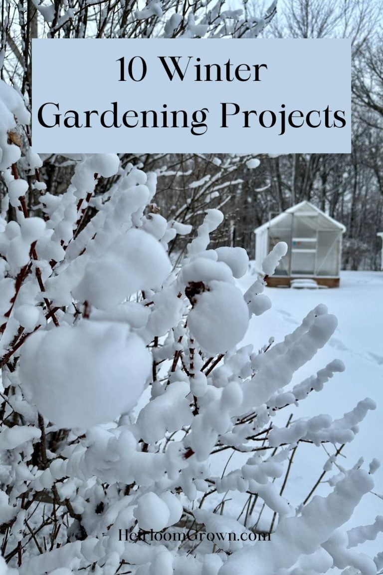 Winter gardening tips for keeping your garden thriving in cold weather