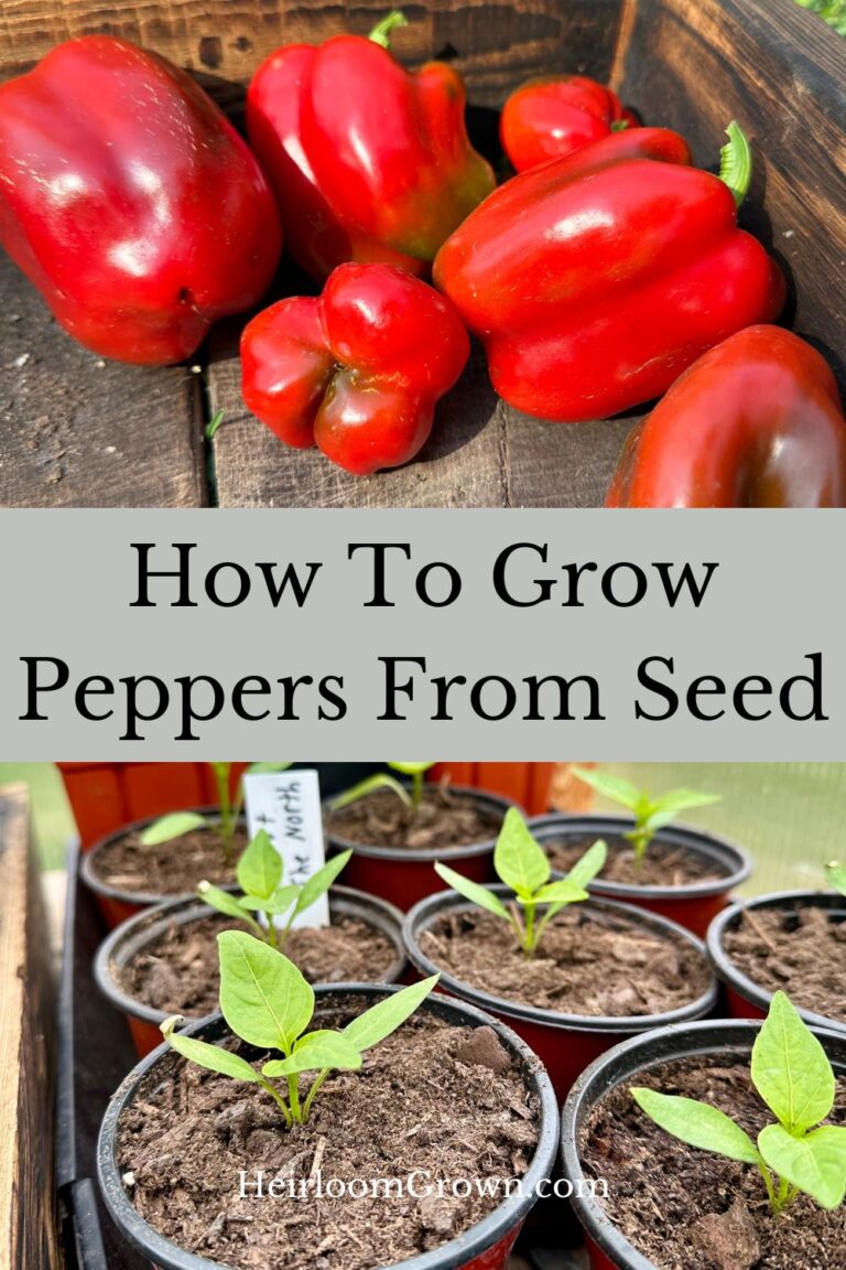 How To Grow Peppers From Seed - Heirloom Grown