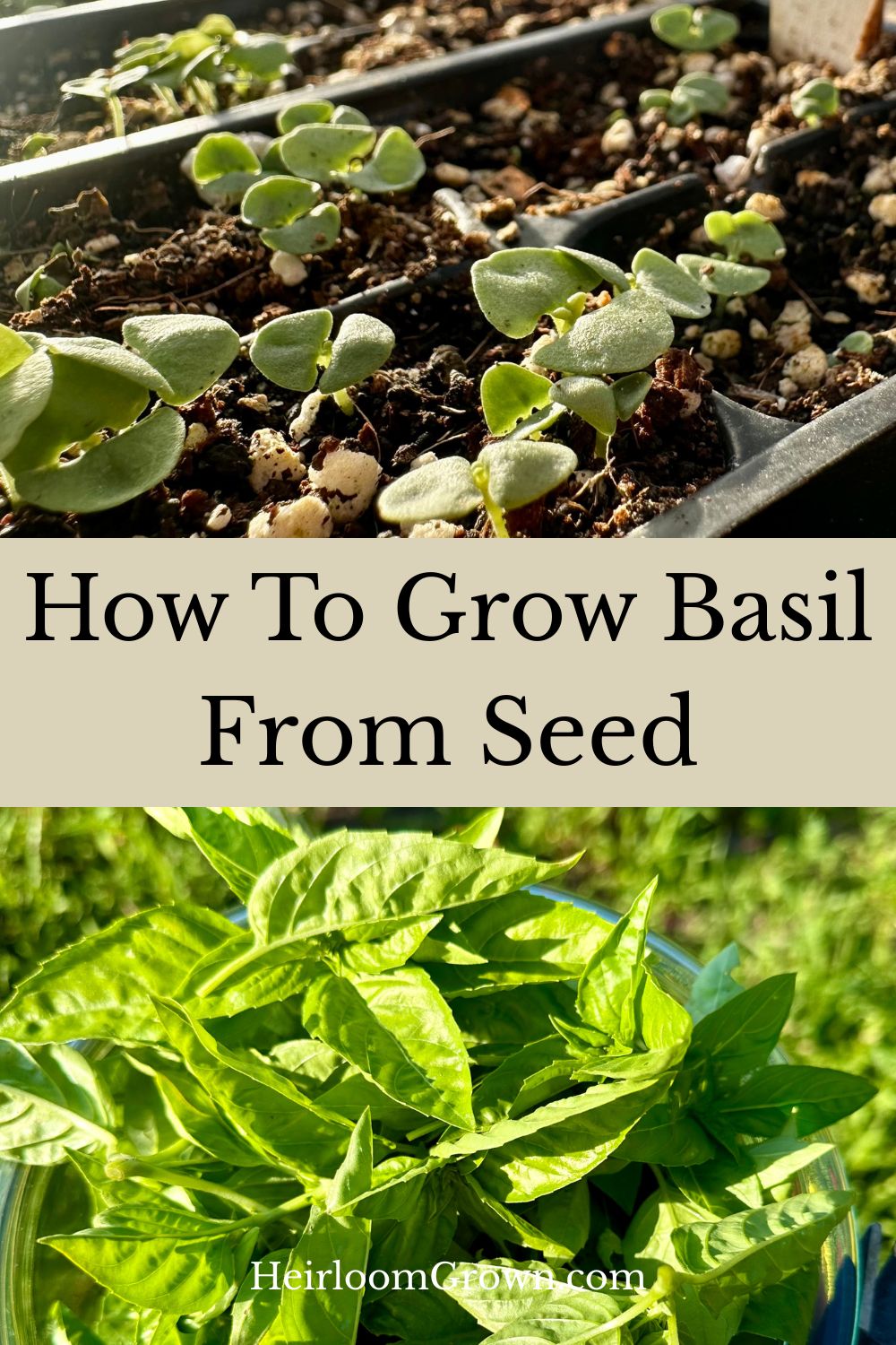 Basil Growing Routine How To Grow Basil From Seed - Heirloom Grown
