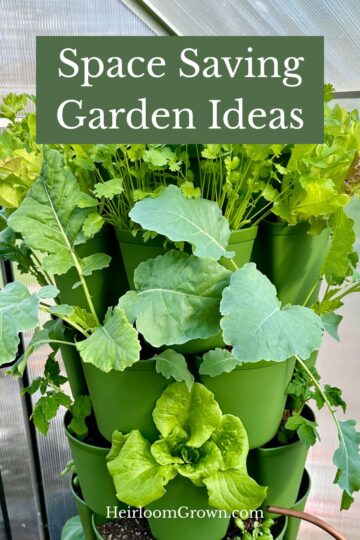 Beautiful view of Space Saving Aquatic Garden Setup