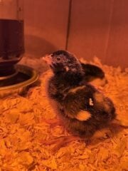 10 Chicken Boredom Busters Heirloom Grown