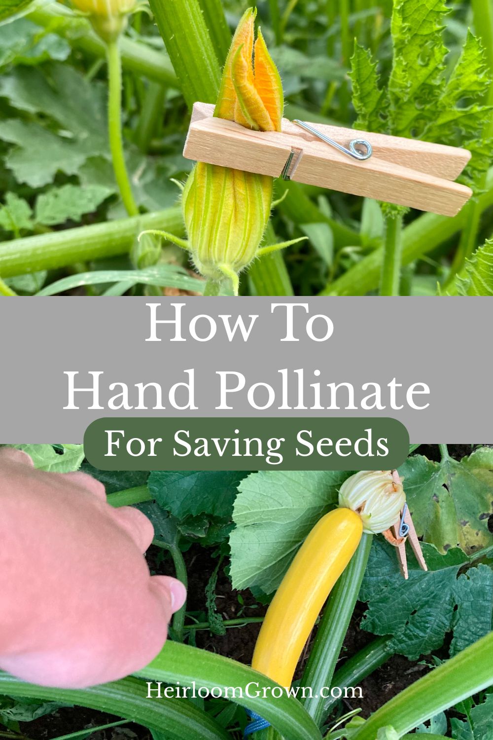 How to hand pollinate for saving seeds