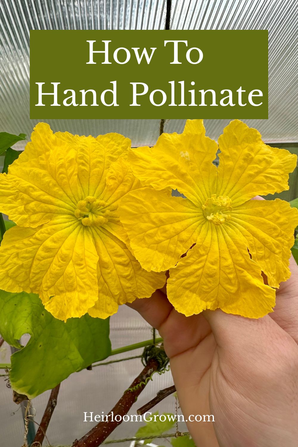How to hand pollinate pin