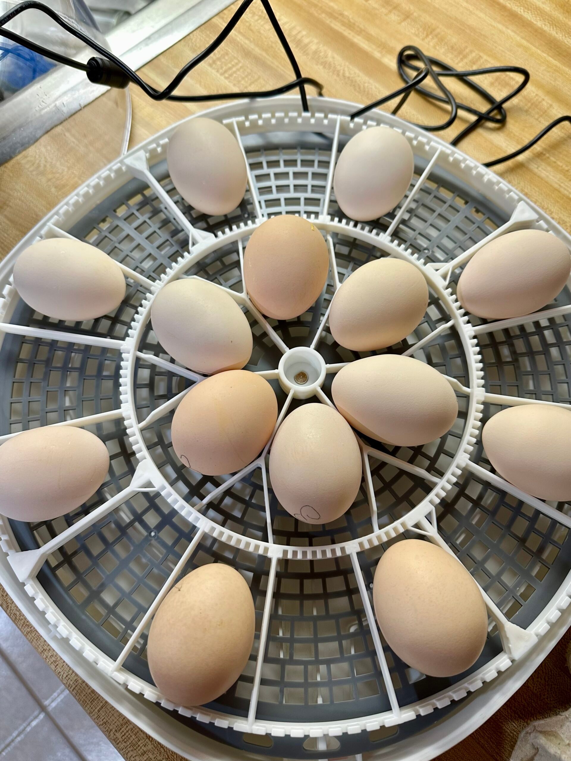 Harris farms incubator automatic egg turner