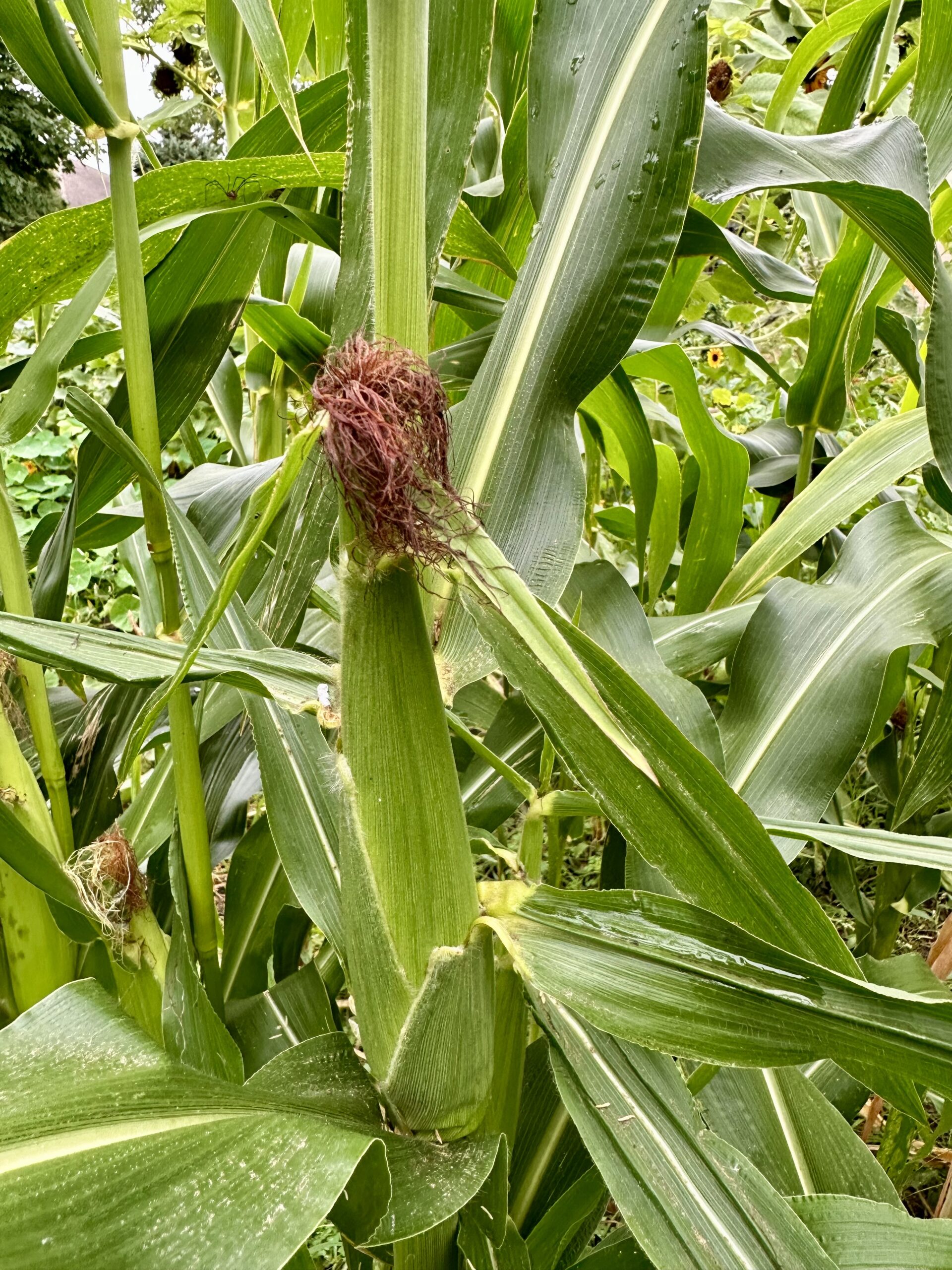 Fully developed corn ears