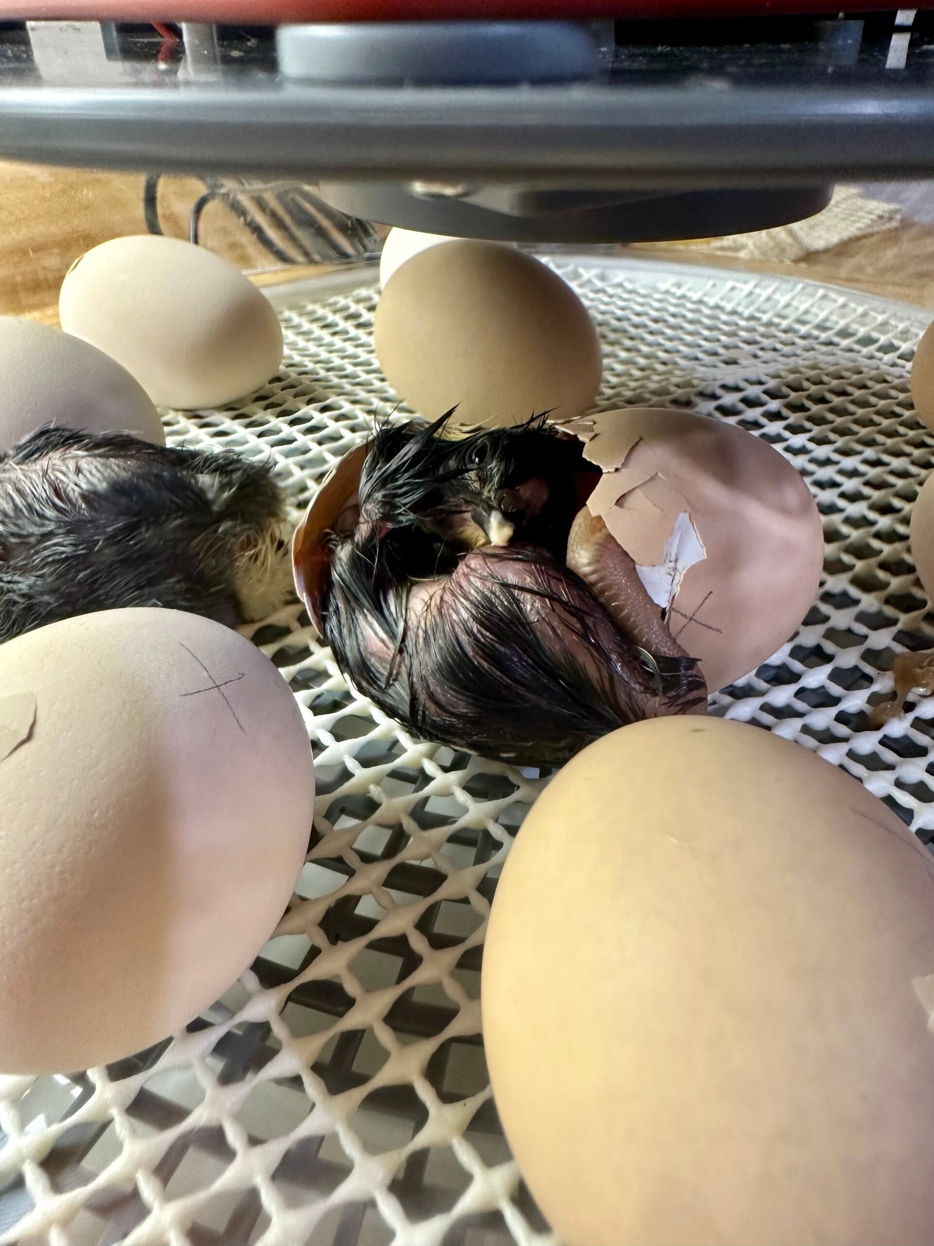 Chick hatching out of an egg