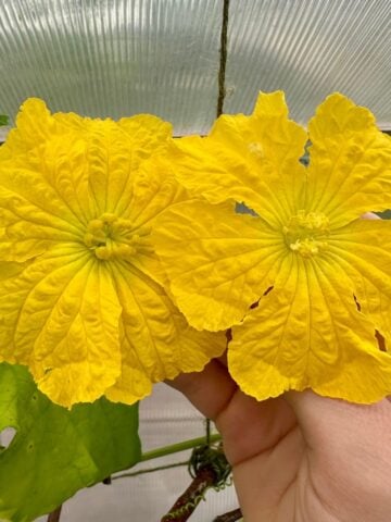 how to hand pollinate