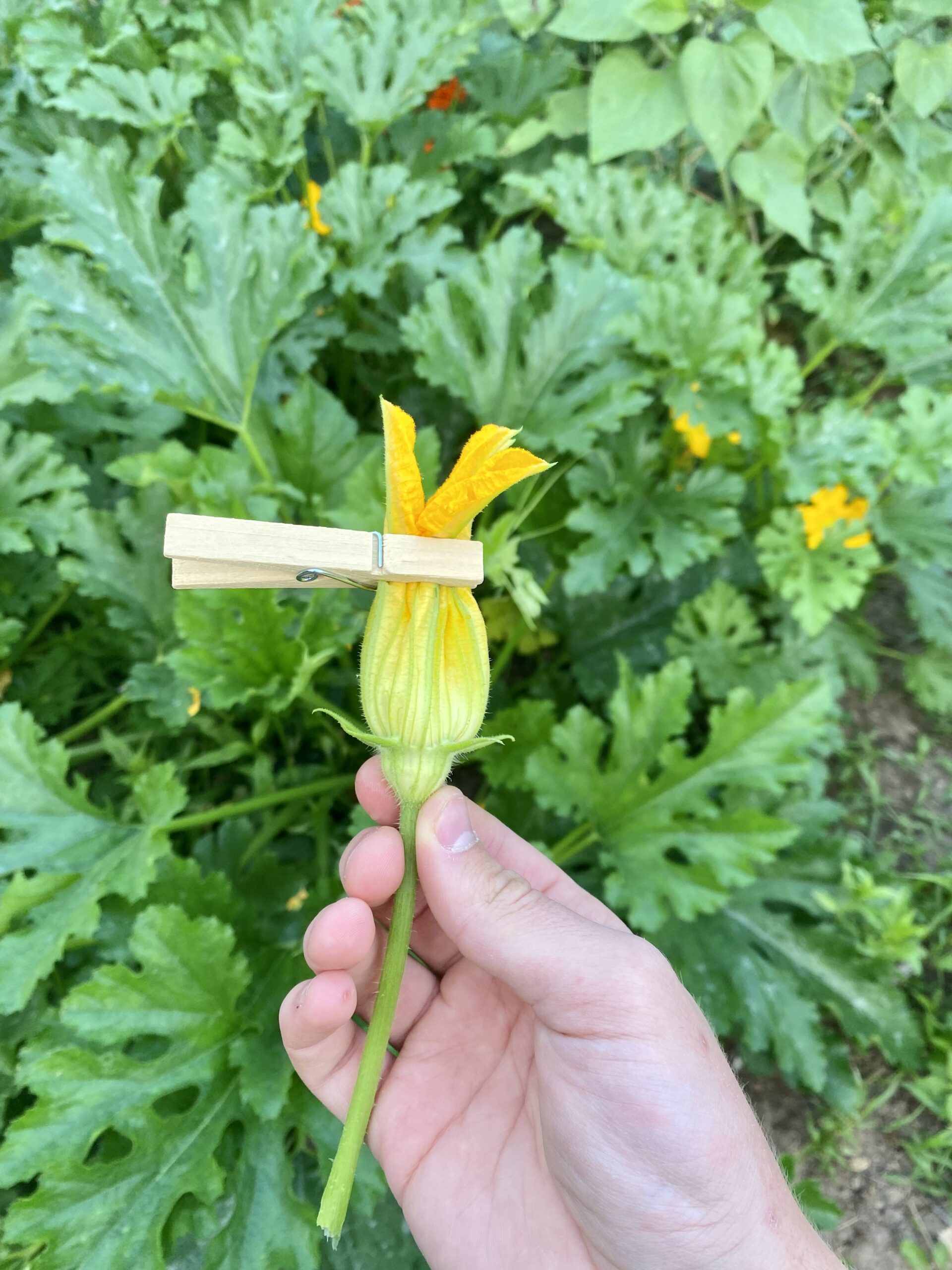 Male squash flower sealed with clothes pin