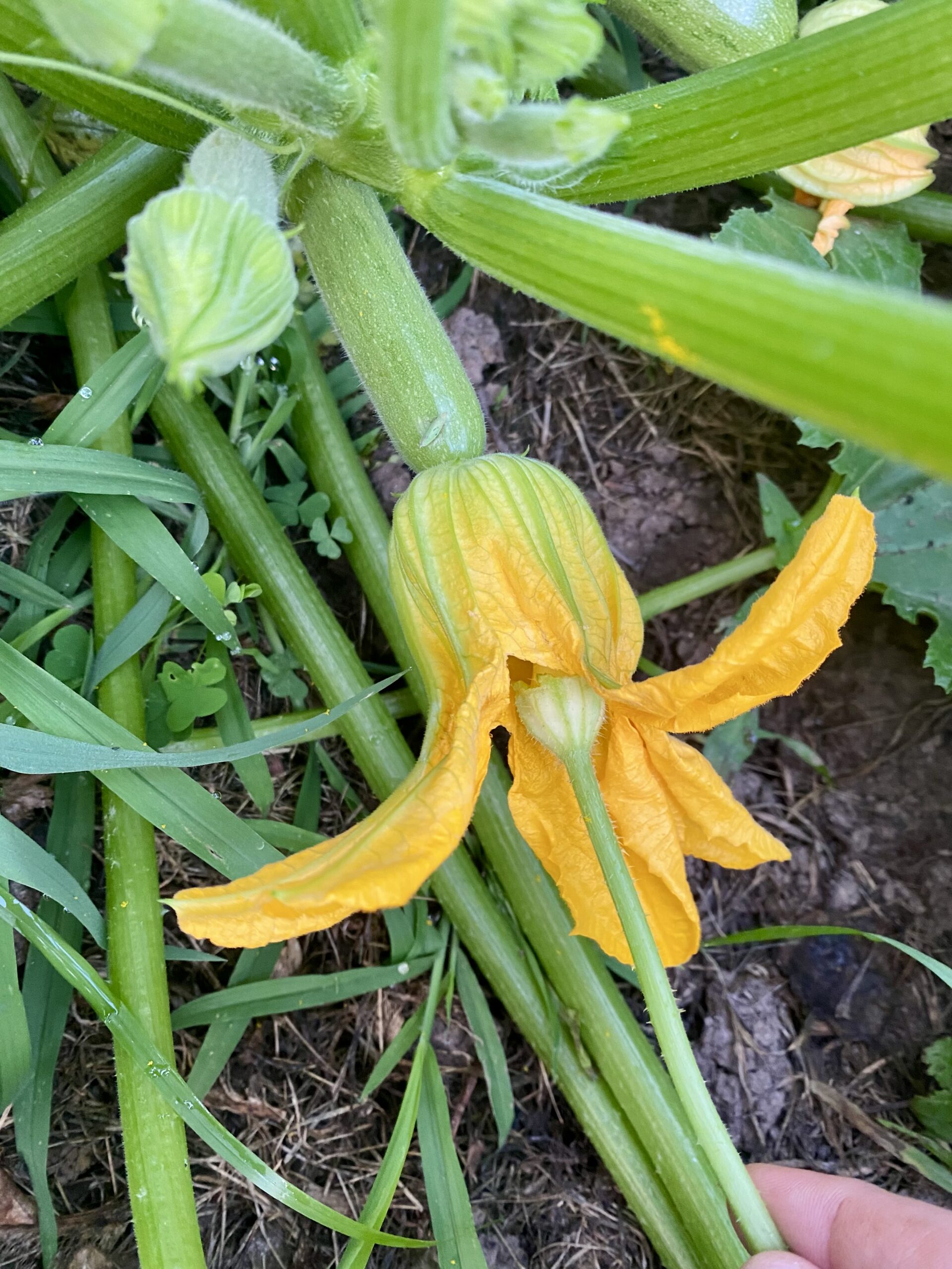 Hand pollinating a squash flower