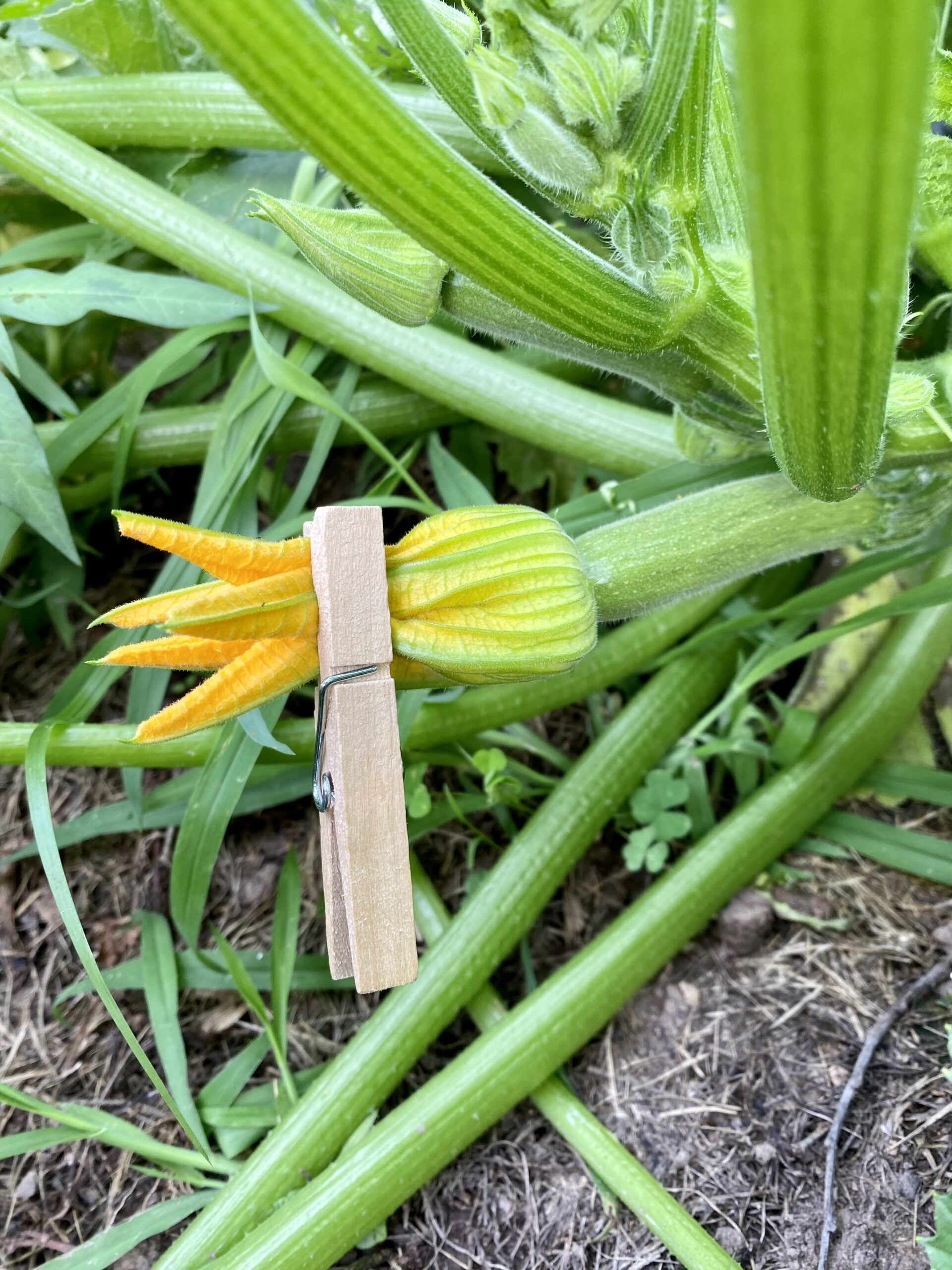 zucchini flower sealed with a clothes pin