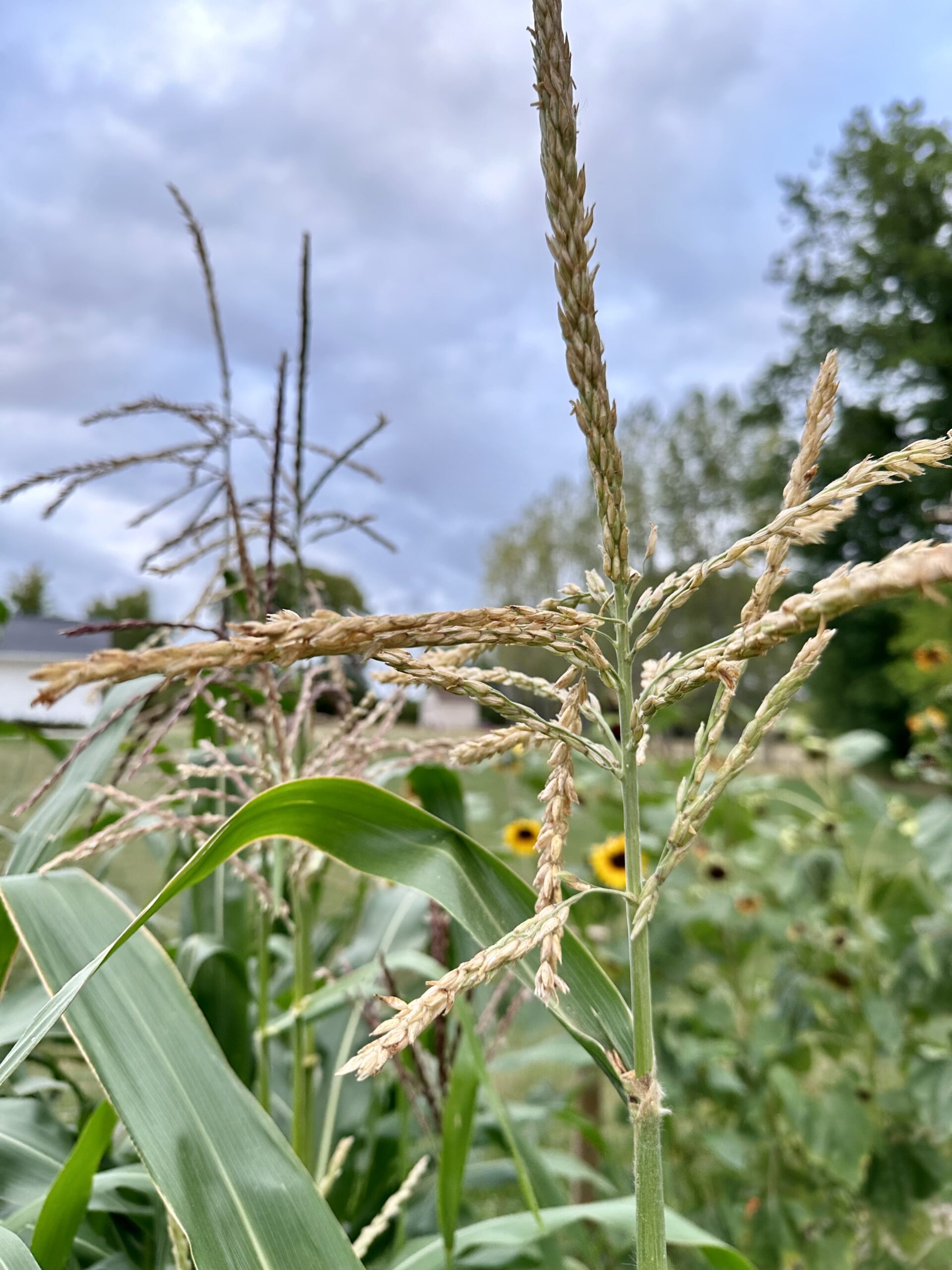 Corn tassels