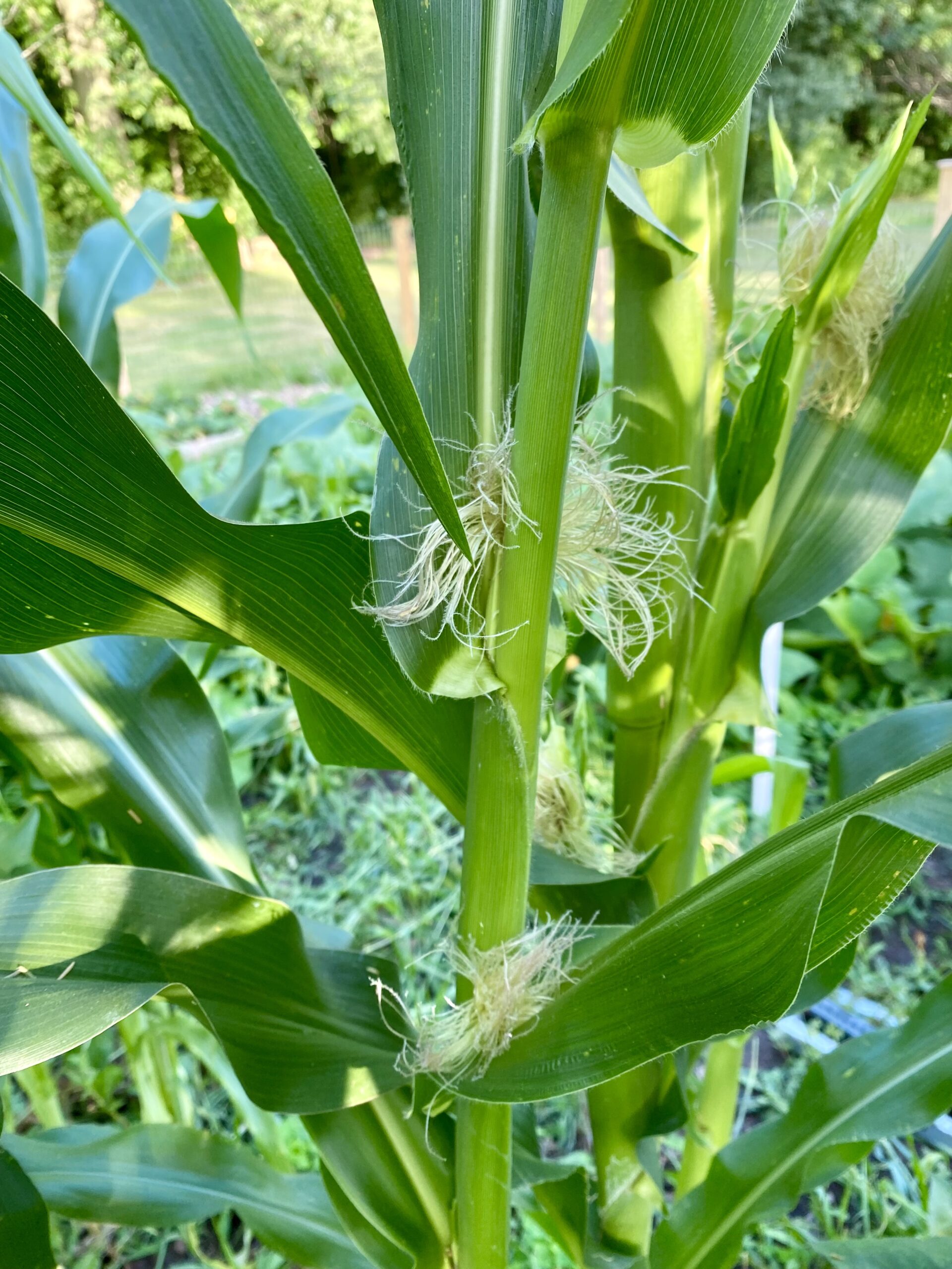 Young silk on a corn plant