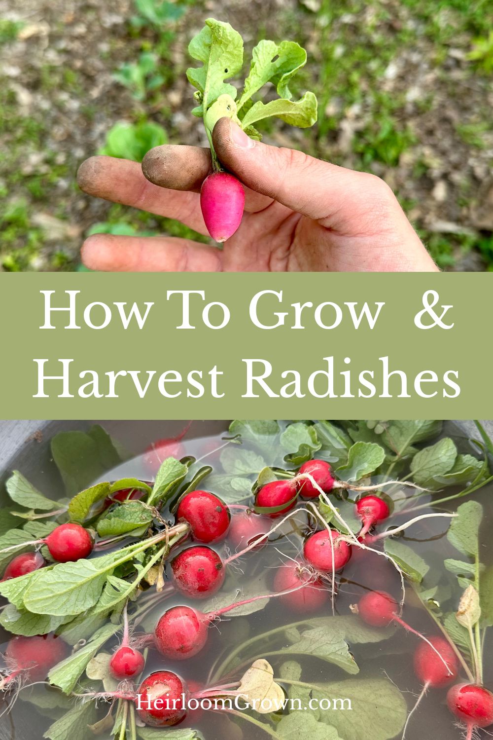 How to grow and harvest radishes