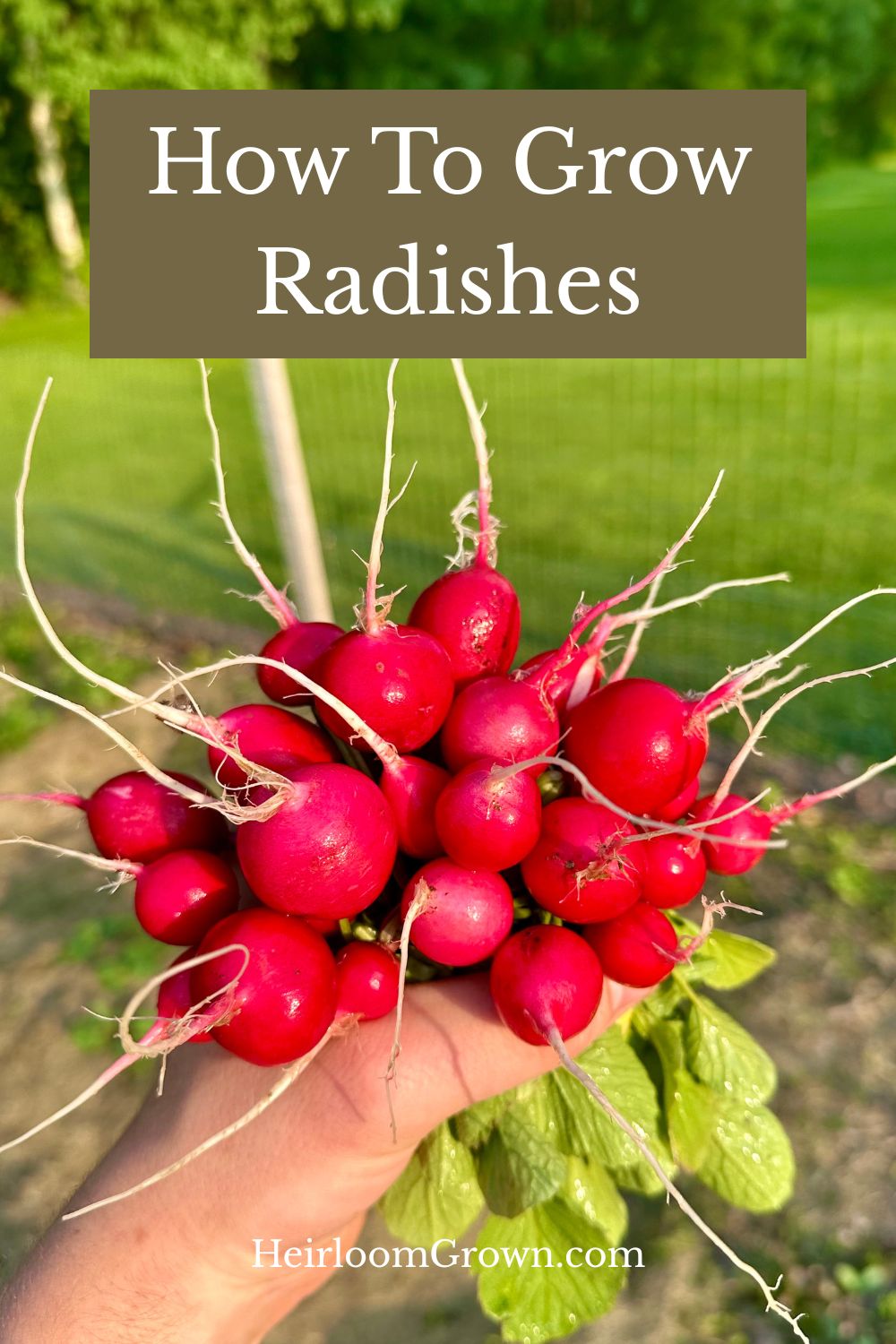 How to grow radishes pin