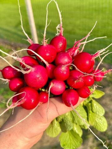 How to grow radishes