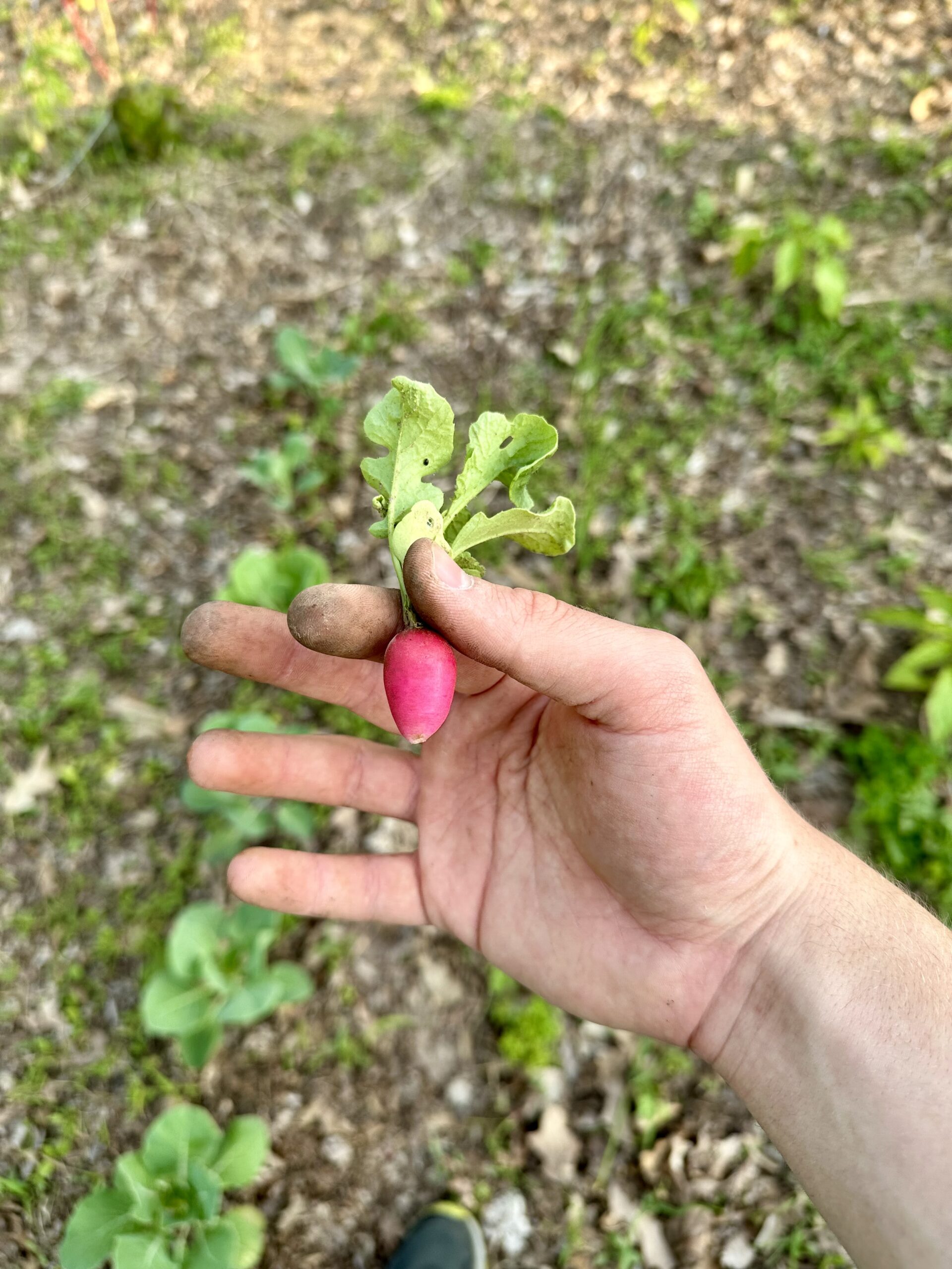 Fresh picked pink radish