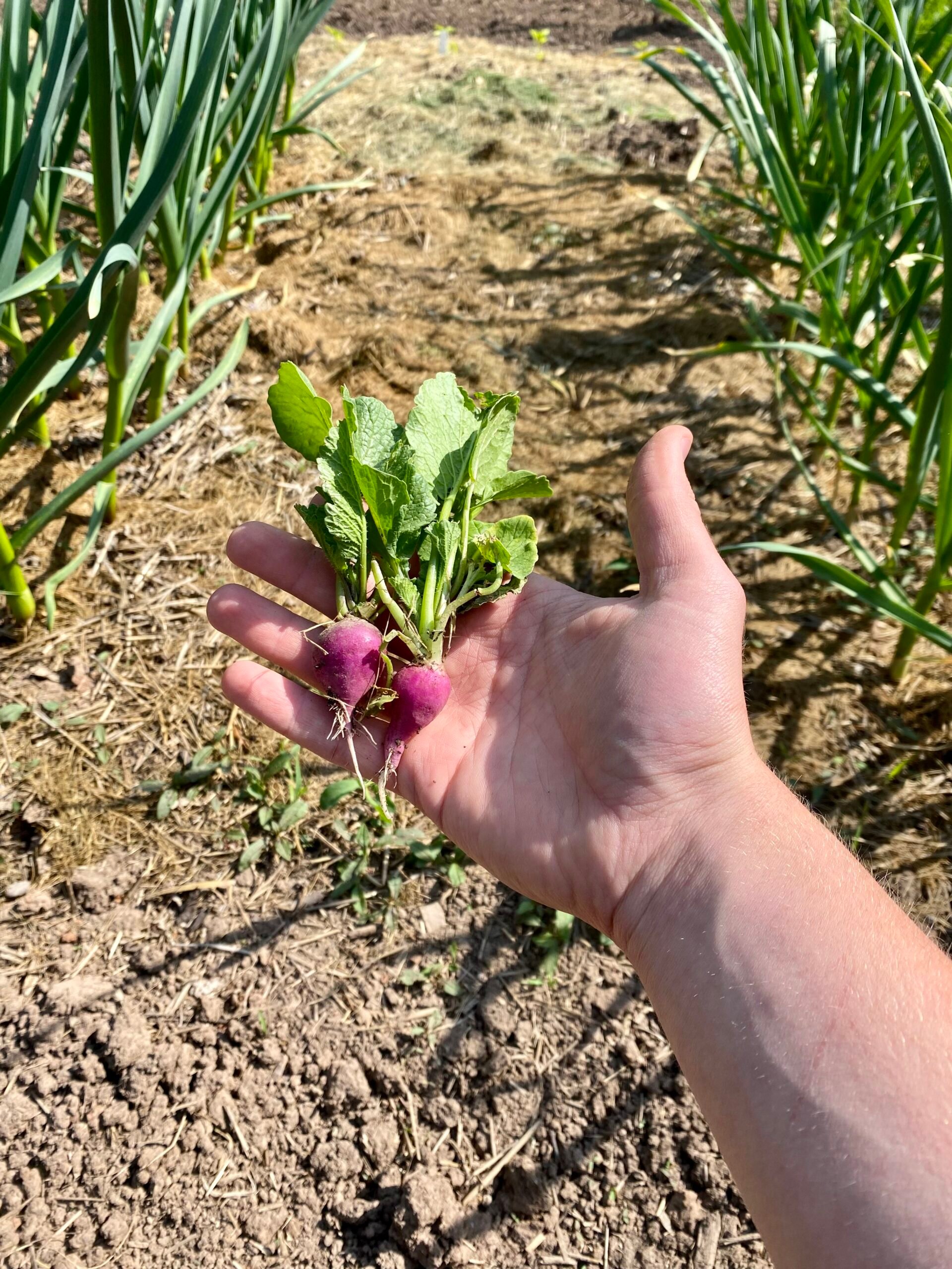 Purple radishes