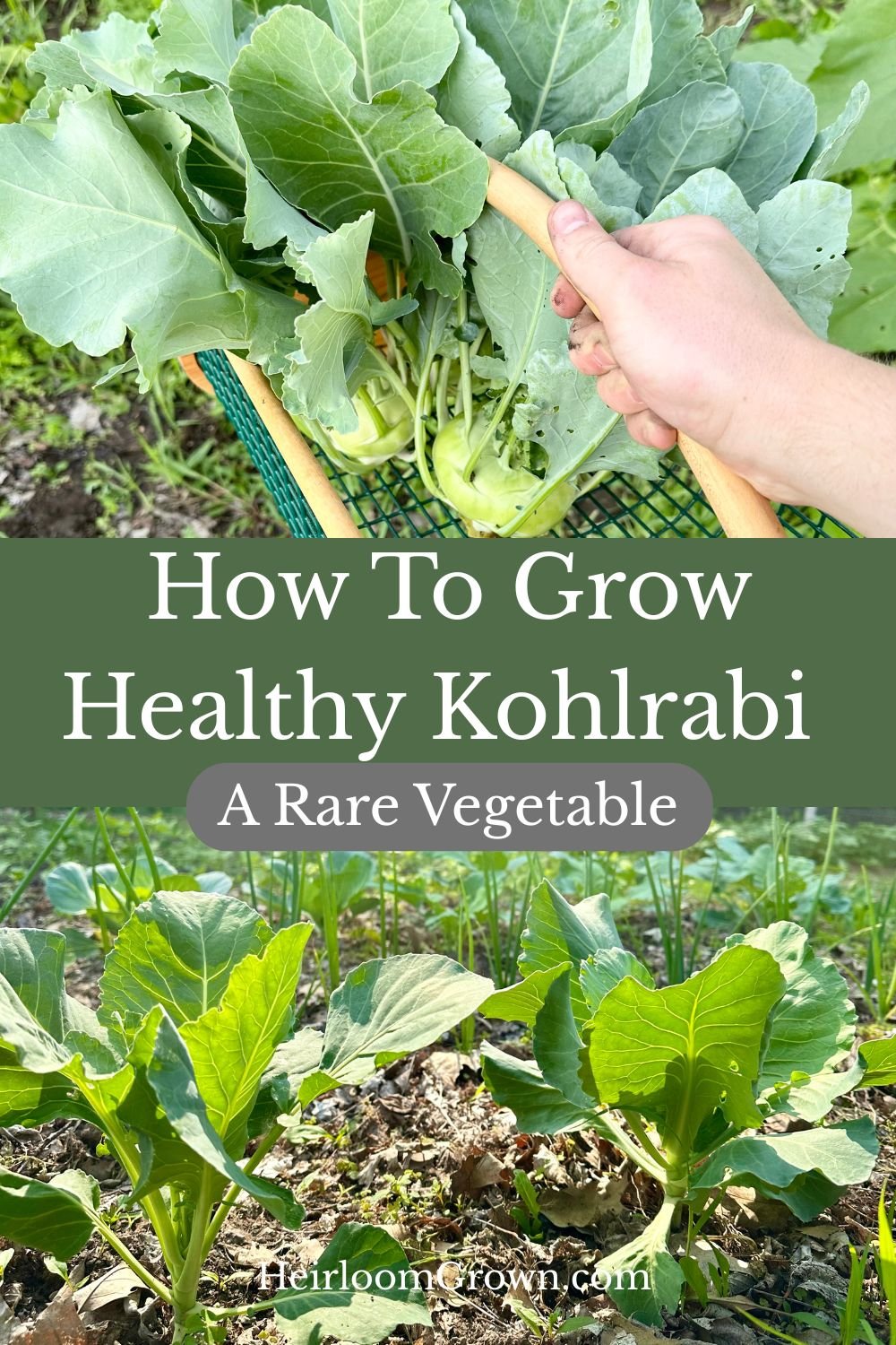 Growing healthy kohlrabi pin