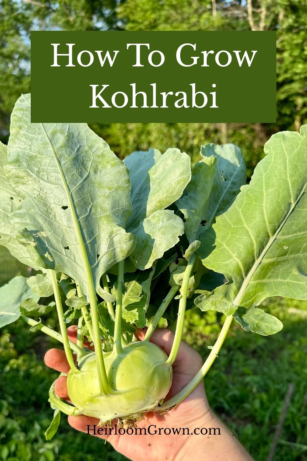 How To Grow Kohlrabi Pin