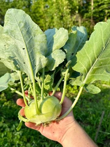 how to grow kohlrabi