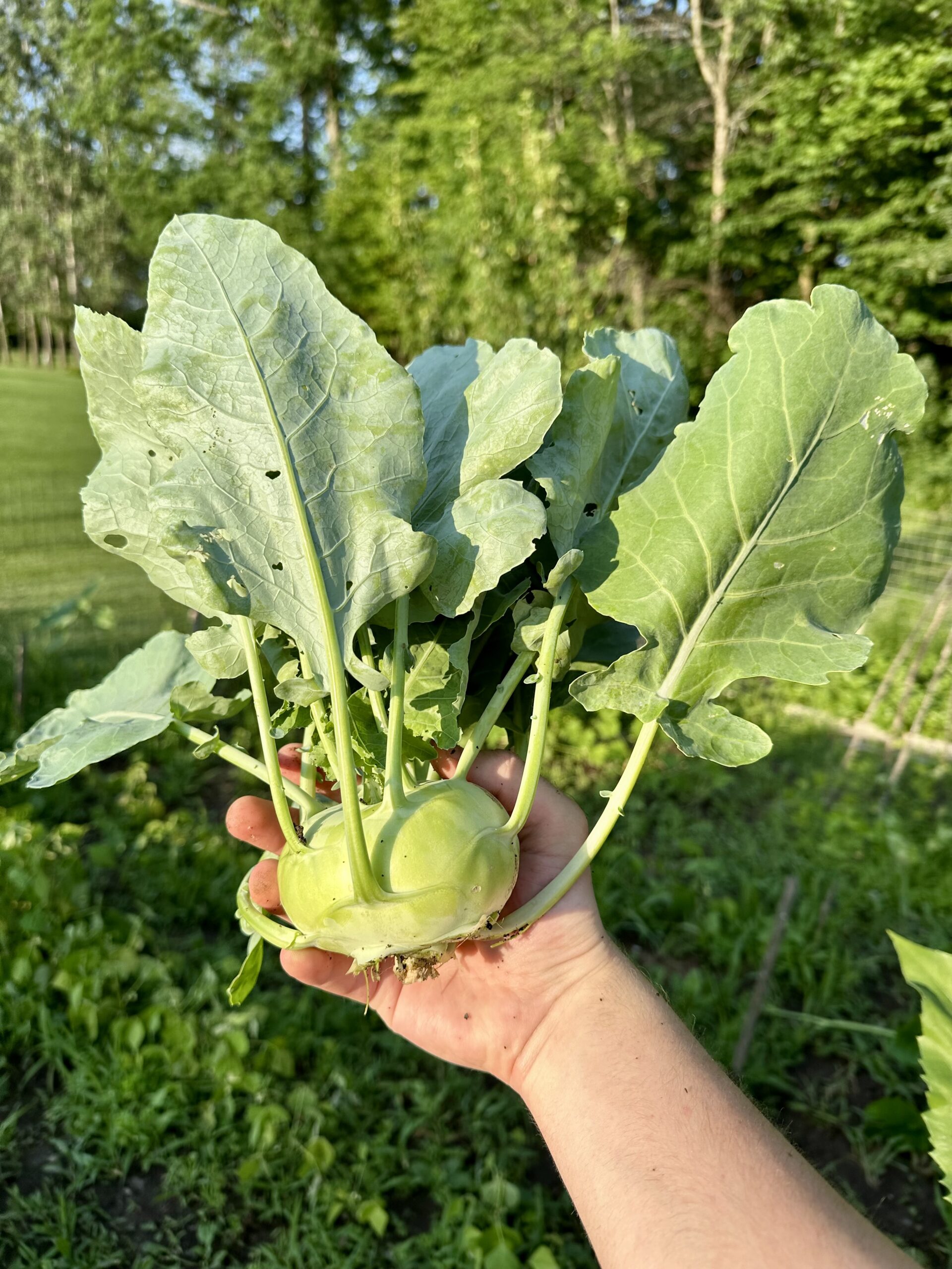 kohlrabi with large stem