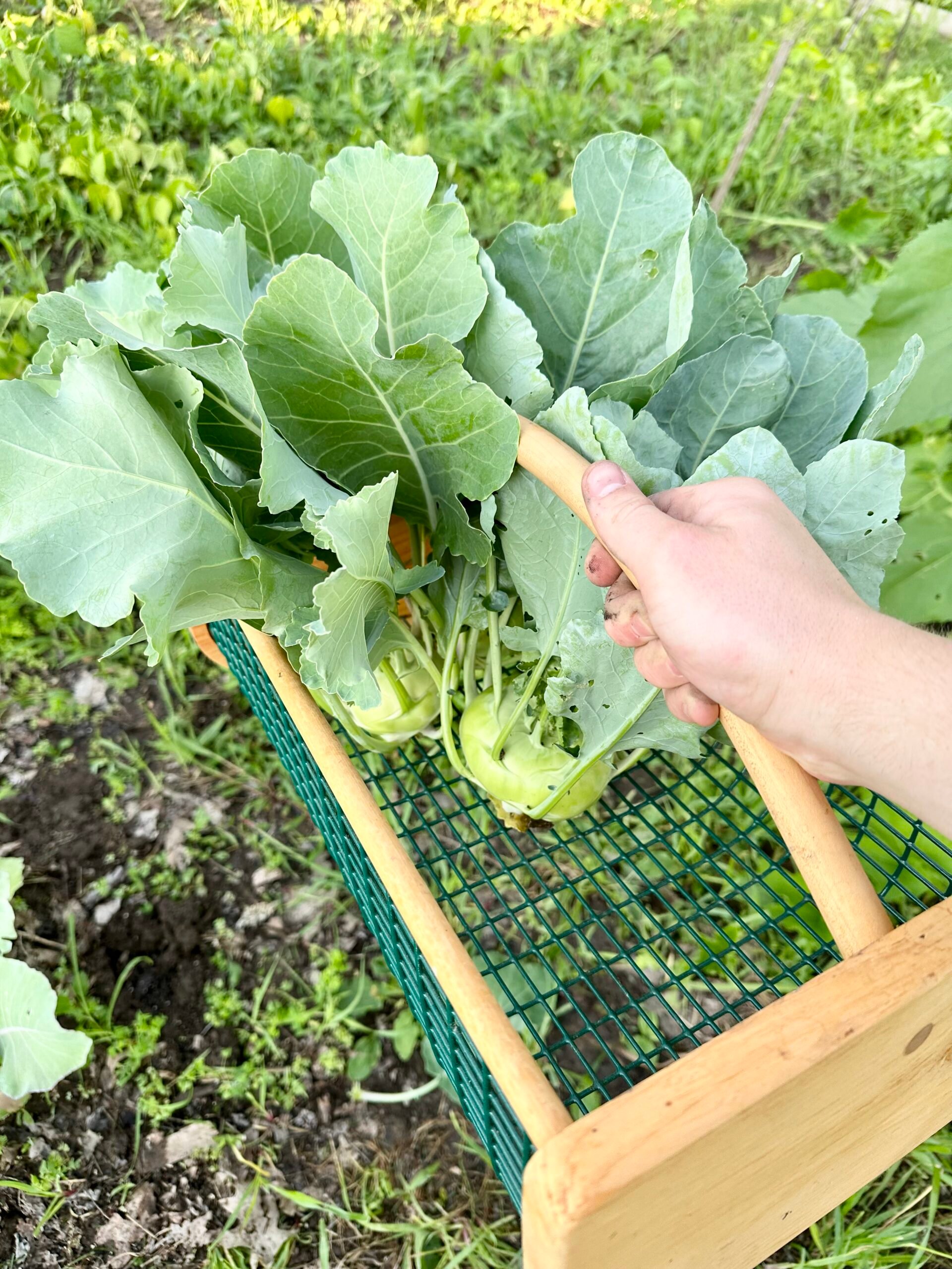 kohlrabi in a basket