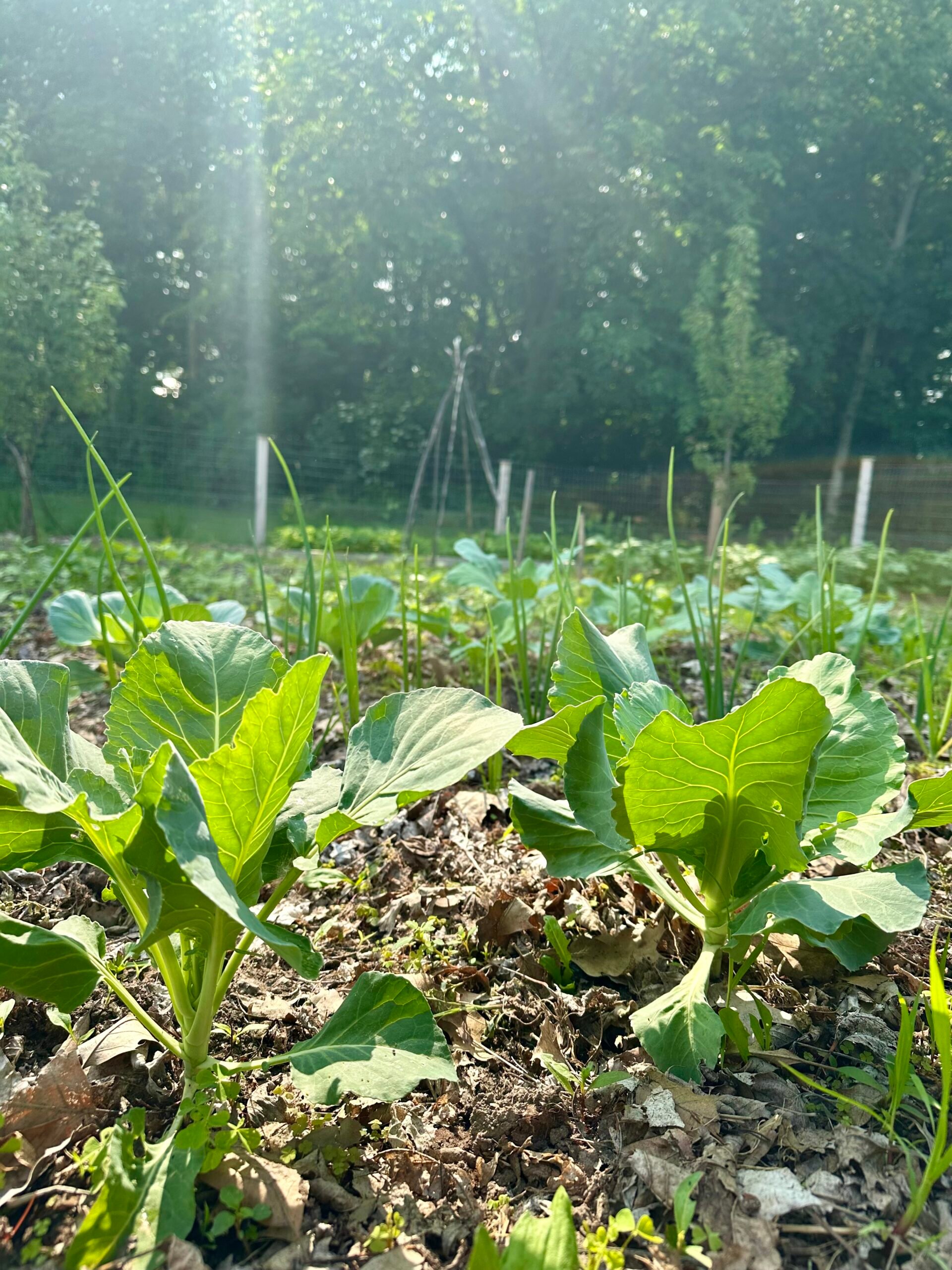 Kohlrabi growing in a garden