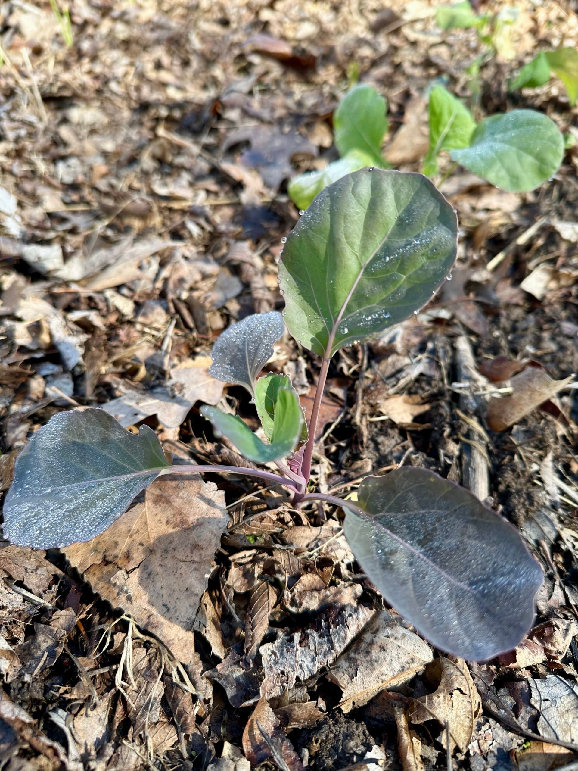 young kohlrabi plant