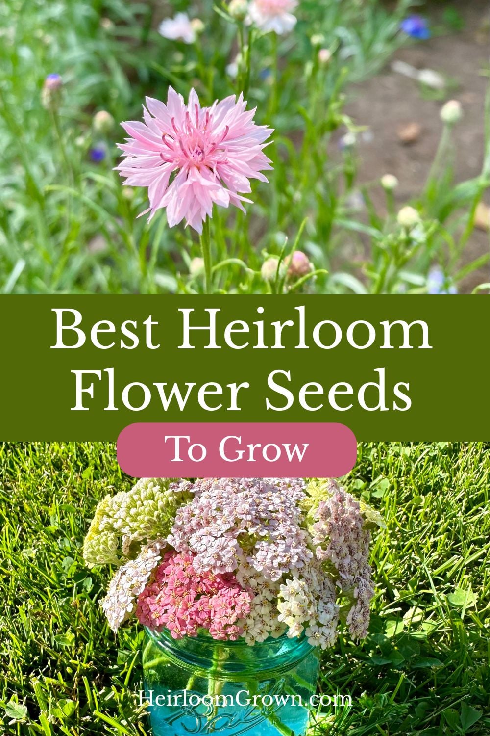 Best heirloom flower seeds to grow pin