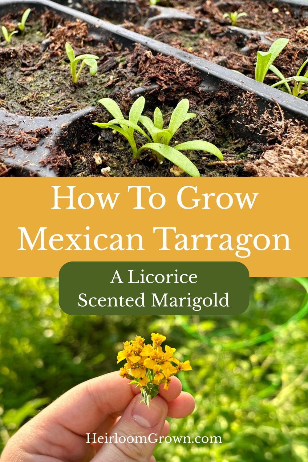 Mexican tarragon pin
