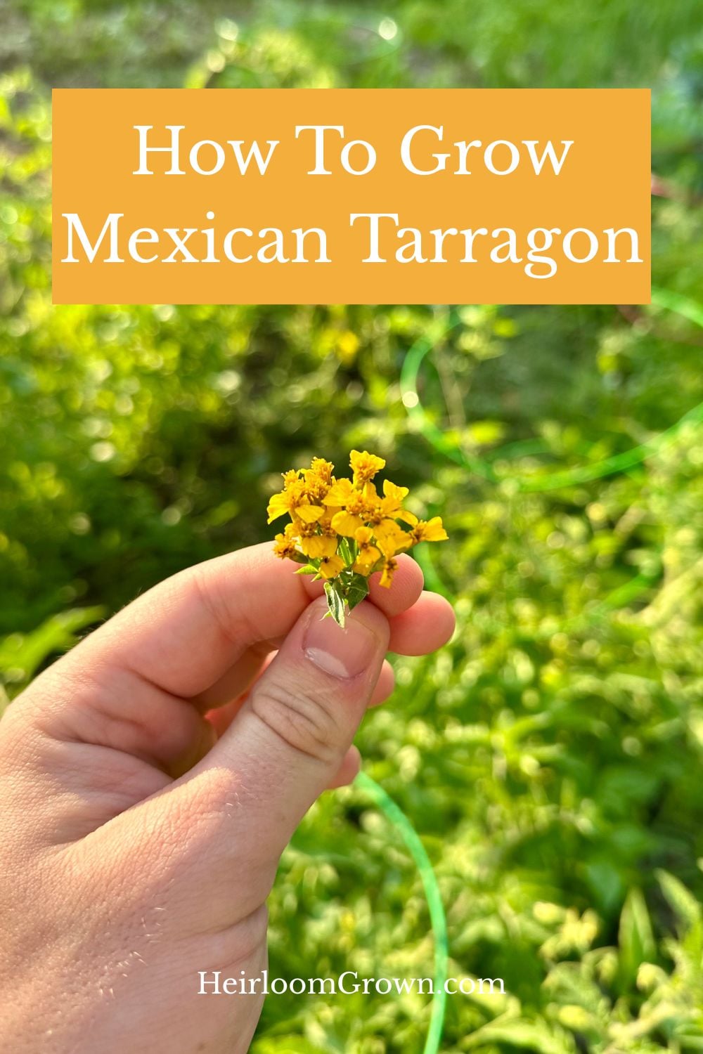 How To Grow Mexican Tarragon Pin