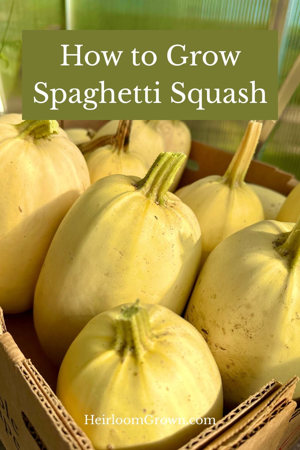 How to grow spaghetti squash pin